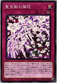 聖天樹の開花