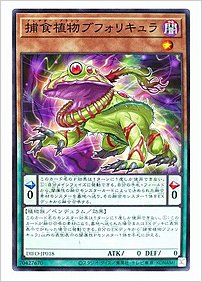 捕食植物ブフォリキュラ