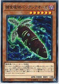 捕食植物バンクシアオーガ
